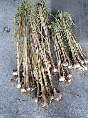 Garden20140802_1397_garlic_shedDried_300.jpg