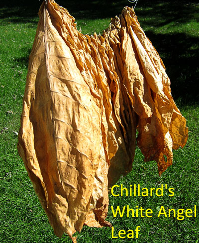 Garden20151005_2131_Chillards_curedLeaf_400.jpg