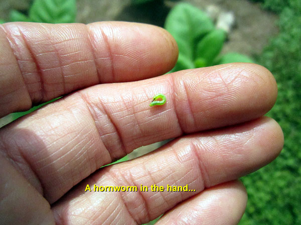 Garden20140624_1256_pestFest_hornwormInTheHand_600.jpg