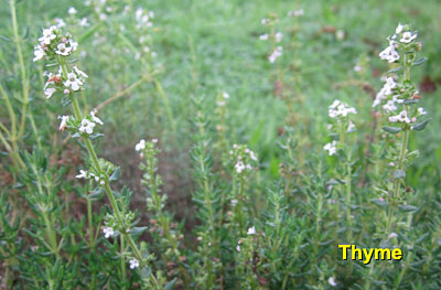 Garden20130810_880_Thyme_blossom_400.jpg
