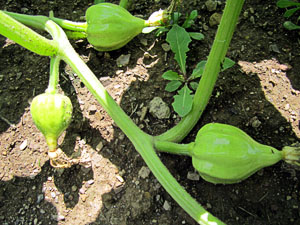 Garden20130622_697_babyAcornSquash_300.jpg