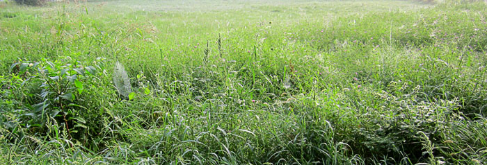 Garden20130901_944_sunriseSpiderWebs_700.jpg