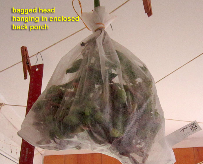 Garden20260908_7853_baggedHead_inPorch_700.jpg