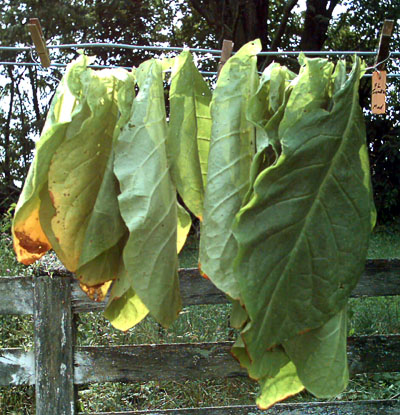 Garden_20110723_29_FLSumatra_MudLugsWilting_400.jpg