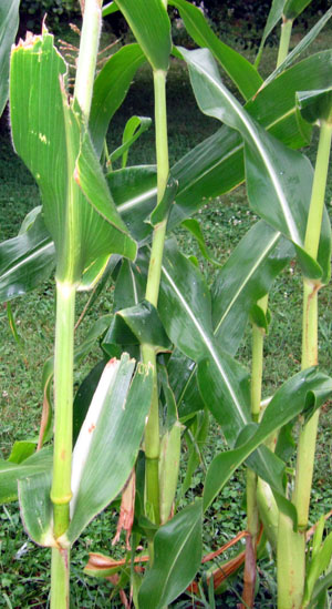 Garden20220726_6585_cornstalks_bare_300.jpg