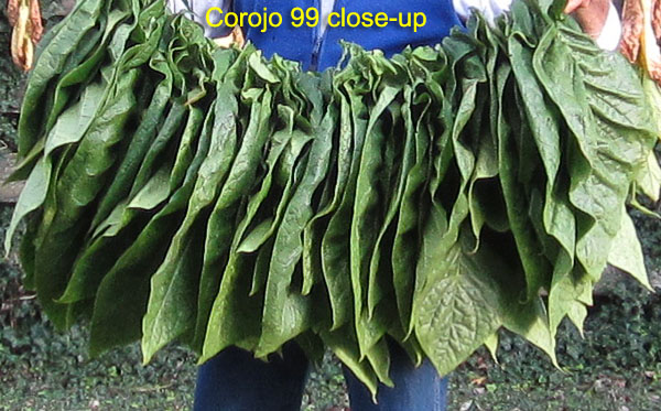 Garden20170909_3046_Corojo99_tips_detail_600.jpg