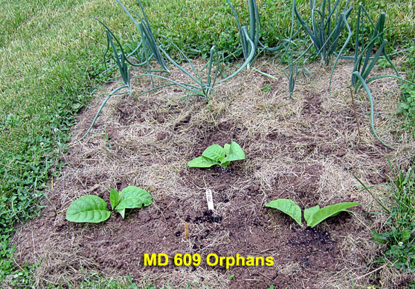 Garden20210607_5742_MD609_orphans_600.jpg