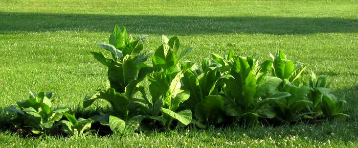 Garden20250625_7599_gardenBeds_tobaccoCloseUp_700.jpg