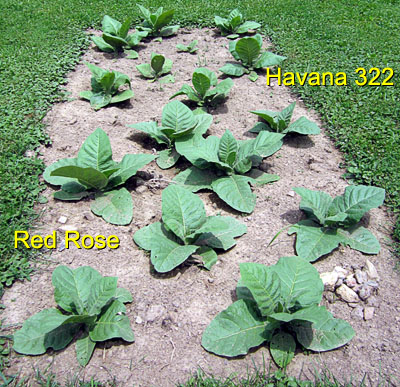 Garden20150623_1846_Havana322_RedRose_bed_400.jpg