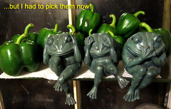 Garden20171016_3181_peppers_frogs_600.jpg