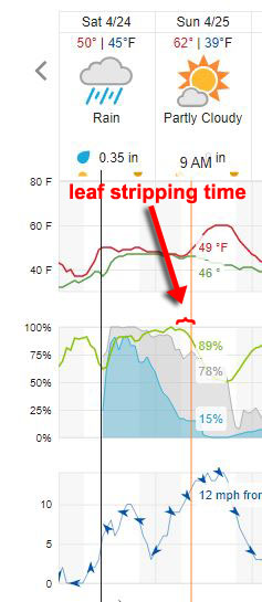 Garden20210424_leafStripping.JPG