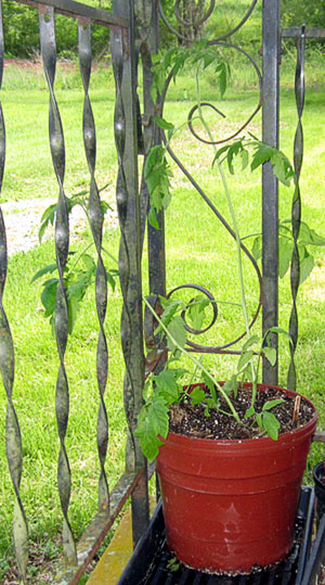 Garden20230429_6949_BigBeef_pottedOnPorch_300.jpg