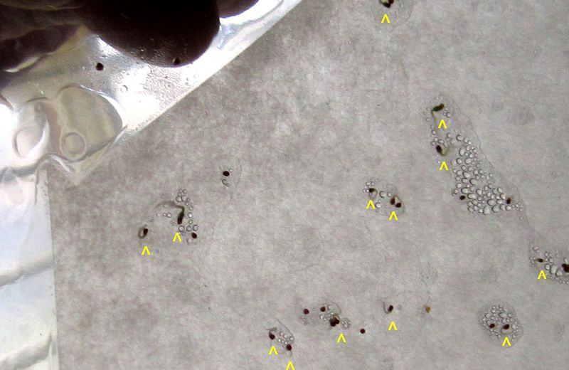 Garden20260124_7715_IzmirOzbas_germinationTest_da4_800.jpg