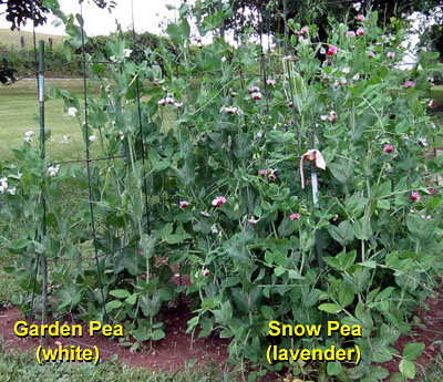 Garden20140612_1215_peas_400.jpg