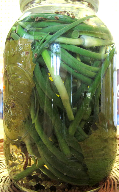 Garden20170615_2724_garlicScapePickles_inJarBrine_400.jpg