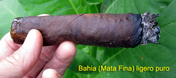 Garden20170826_3011_cigar_BahiaLigeroPuro_600.jpg