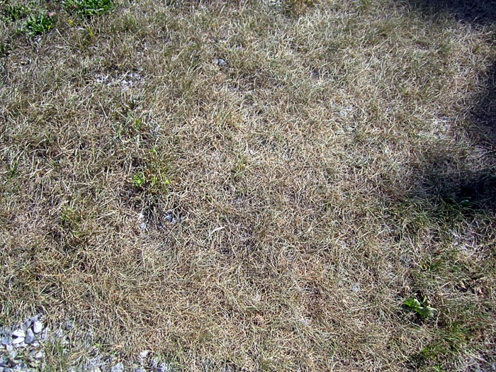 Garden20260704_7795_roastedLawn_700.jpg
