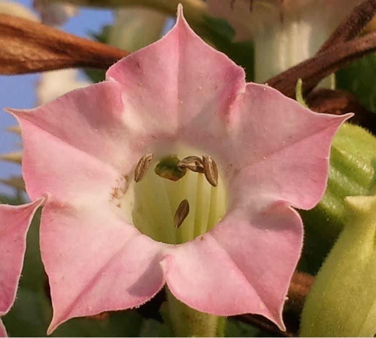 ColumbianGarcia_blossom_GRINphoto.JPG