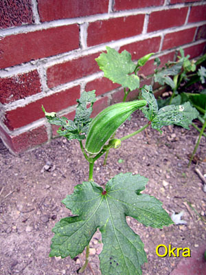 Garden20150617_1833_okra_300.jpg