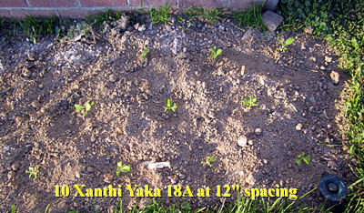 Garden20120527_195_XanthiYaka_spacing_400.jpg
