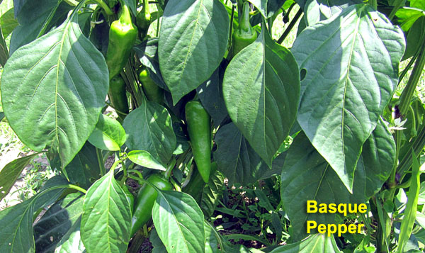 Garden20210704_5825_BasquePepper_closeup_600.jpg