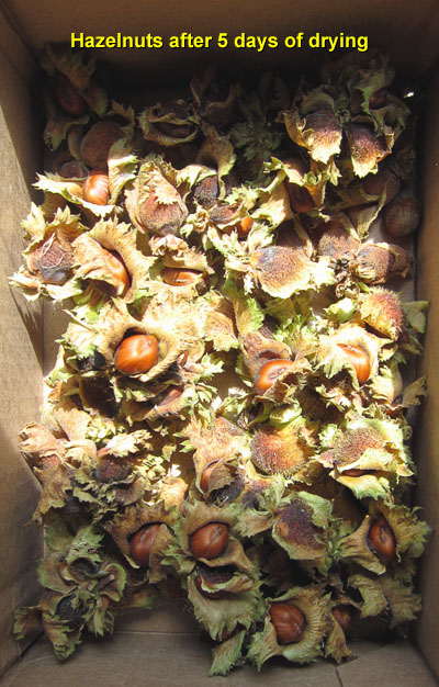Garden20140828_1495_hazelnut_5daysDrying_400.jpg