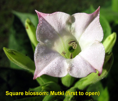 Garden20130719_799_squareBlossom_Mutki_400.jpg