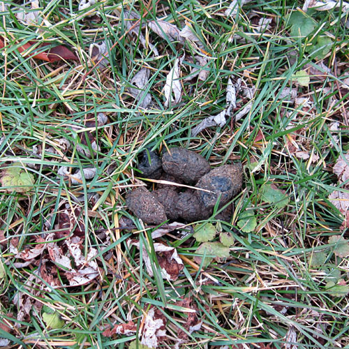 Garden20231229_7286_dogPoop_500SQ.jpg