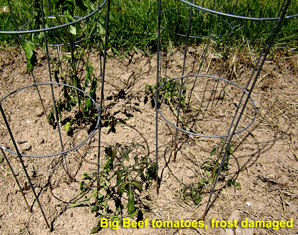 Garden20230505_6953_BigBeefTomatoes_frostDamaged_600.jpg