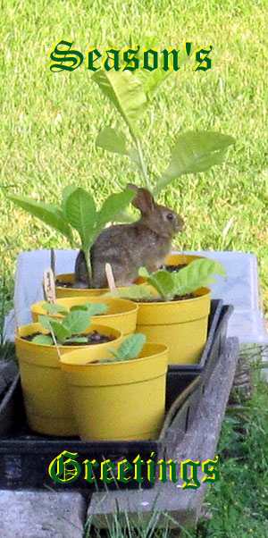 Garden20120619_251_RabbitInTobaccoPot_CARD_300.jpg