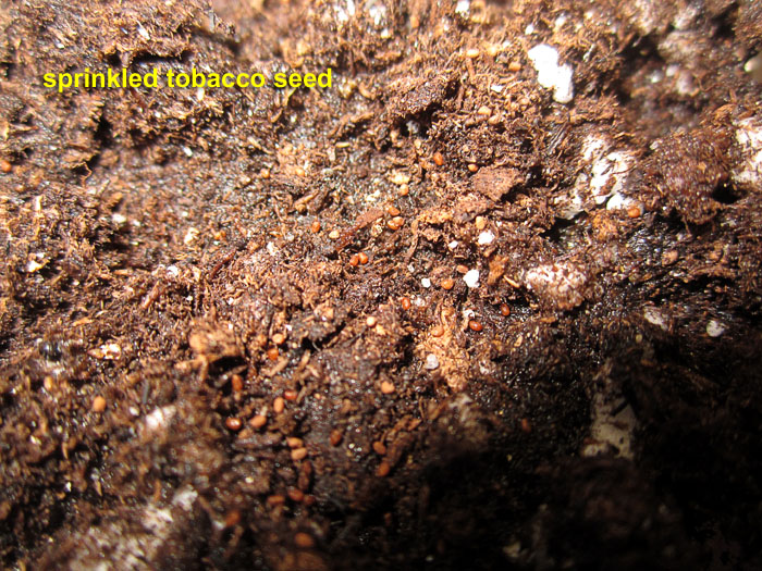 Garden20250303_7512_tobaccoGerminationStart02_700.jpg