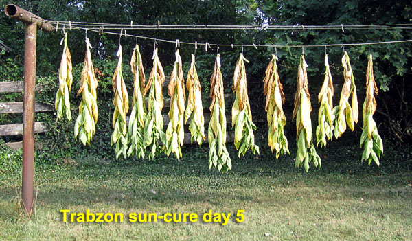 Garden20210803_5952_Trabzon_sunCure_day05_600.jpg