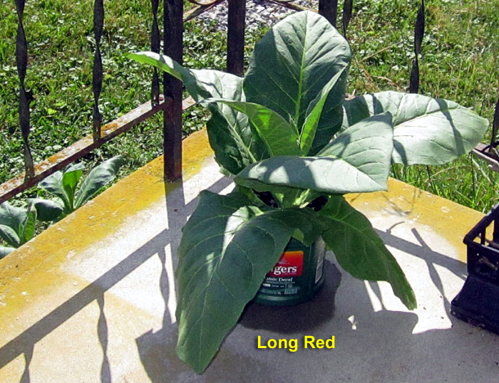 Garden20260704_7793_LongRed_pot_da29_700.jpg