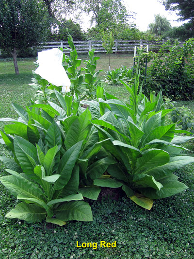Garden20140724_1367_LongRed_400.jpg