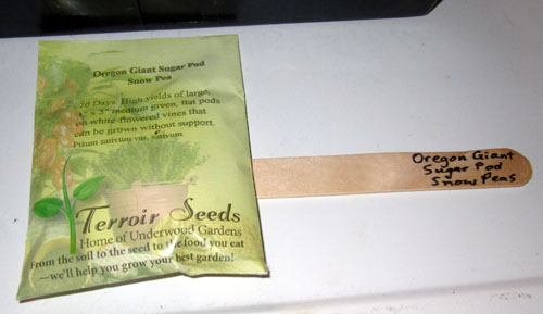 Garden20230303_6873_pea_starting4_seedBag_500.jpg