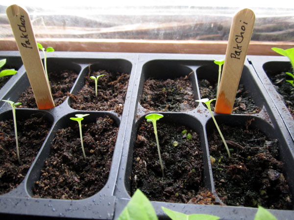 Garden20210423_5689_pakChoi_seedlings_600.jpg