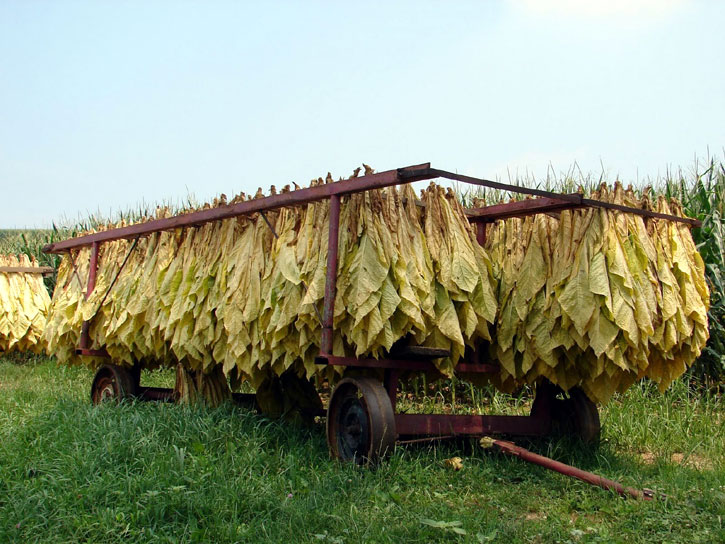sun-cured-tobacco.jpg