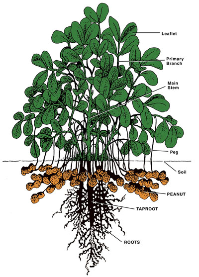 peanutDiagram_400.jpg