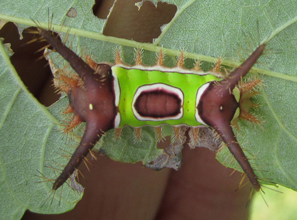 Garden20130901_947_saddlebackCaterpillar_600.jpg