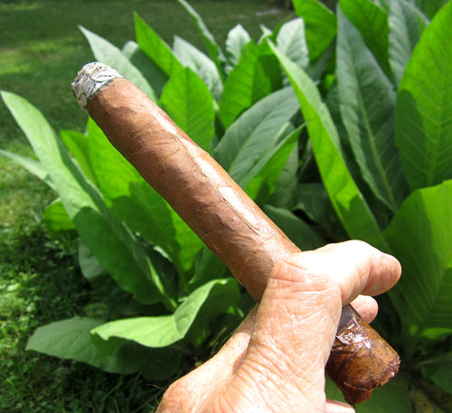 Garden20180731_3709_cigar_RosadoStogie_500.jpg