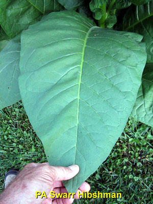 Garden20140725_1381_PASwarrHibshman_singleLeaf_300.jpg