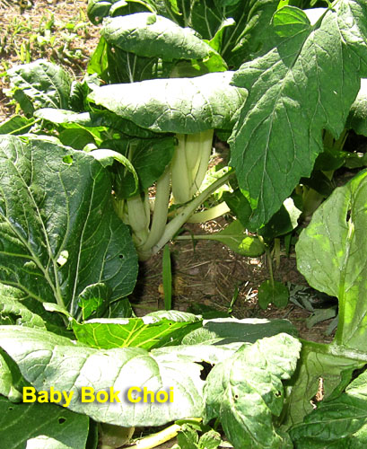 Garden20210617_5771_BokChoi_500v.jpg