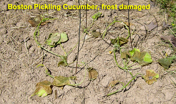 Garden20230505_6952_BostonPicklingCuke_frostDamaged_600.jpg