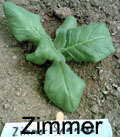 Garden_20110617_02_ZimmerSpanish_young_120.jpg