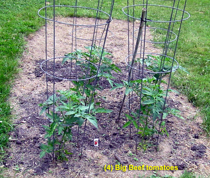 Garden20260609_7771_BigBeefTomatoPlants_700.jpg