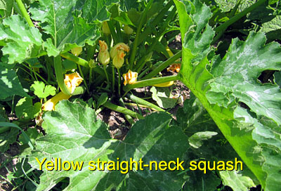 Garden20150621_1841_yellowStraightNeckSquash_400.jpg