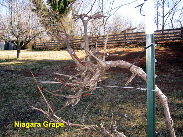 Garden20220302_6253_grape_pruned_600.jpg