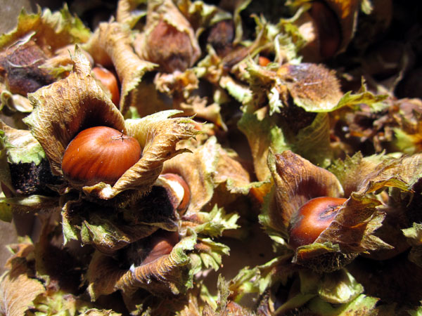 Garden20140828_1497_hazelnut_open_600.jpg