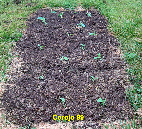 Garden20210517_5702_Corojo99_bed_500.jpg