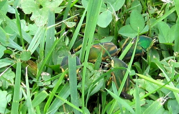 Garden20250702_7616_greenJuneBeetles_700.jpg